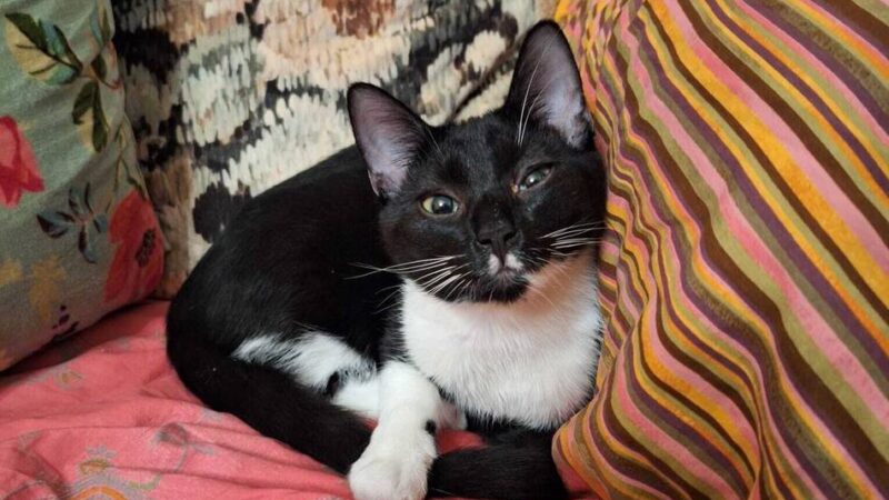 Viele hatten sich an der Suche beteiligt: Traurige Gewissheit nach Hausbrand in Grevenbroich – Kater Oreo ist tot