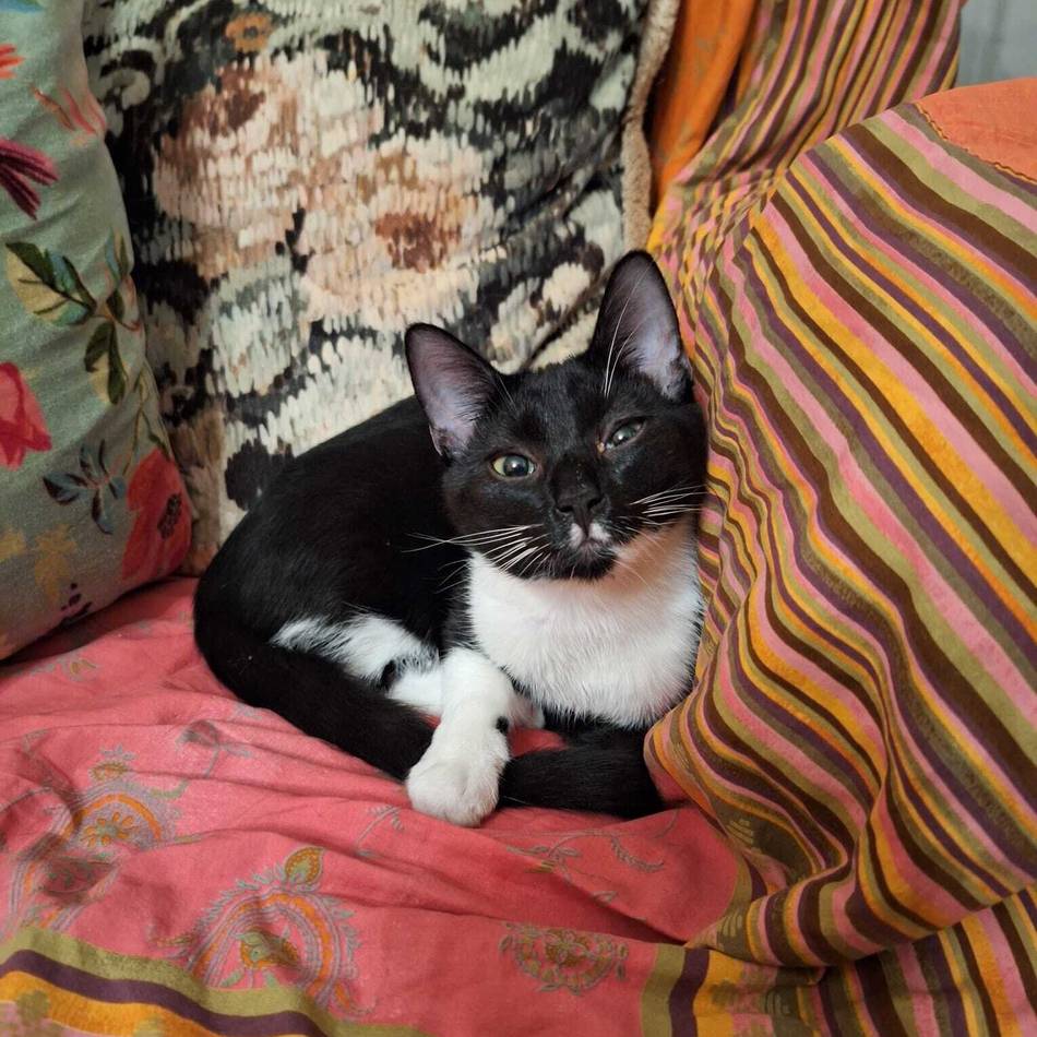 Viele hatten sich an der Suche beteiligt: Traurige Gewissheit nach Hausbrand in Grevenbroich – Kater Oreo ist tot