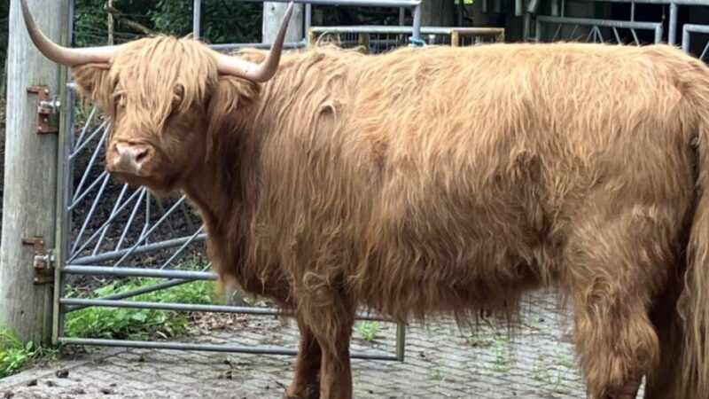 Hochlandrinder in Nettetal: Ergebnis der Blutuntersuchung ist da