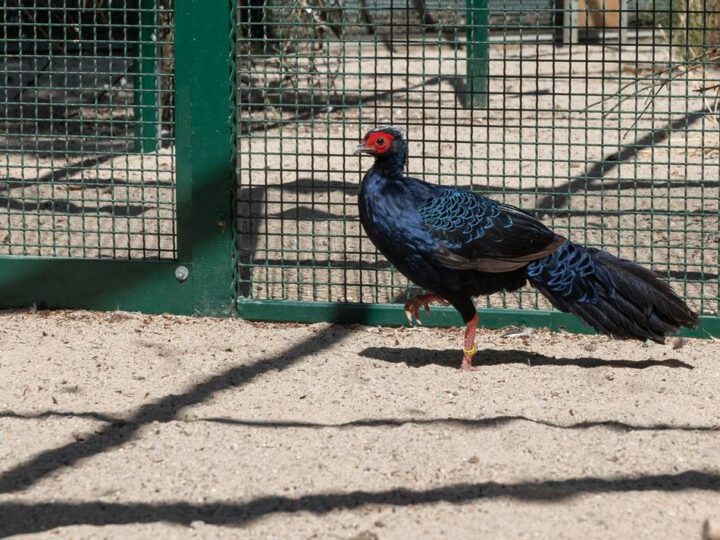 Küken in Mönchengladbach geschlüpft: Seltener Nachwuchs im Bunten Garten