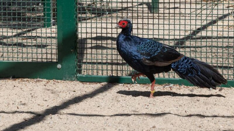 Küken in Mönchengladbach geschlüpft: Seltener Nachwuchs im Bunten Garten