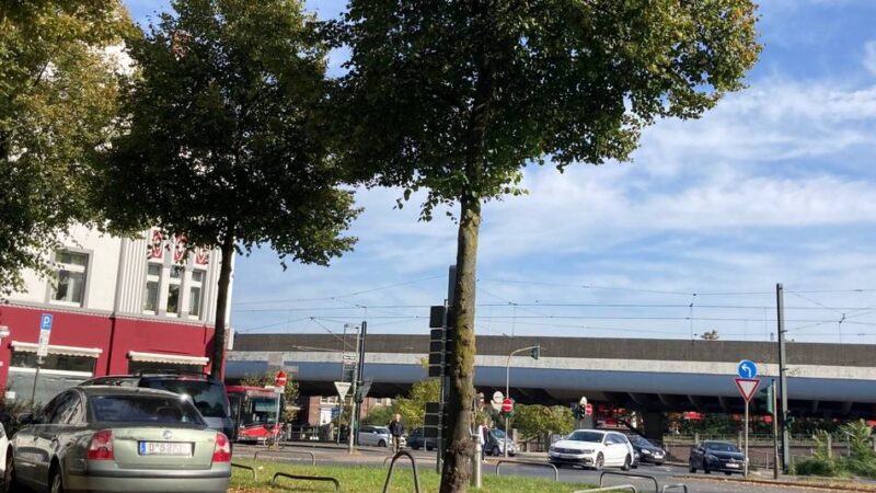 Stadtbaumkonzept gegen Klimawandel: Neue Straßenbäume in Düsseldorf – und drei Parkplätze fallen weg