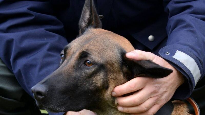 Polizeihund führt zu mutmaßlichen Tätern: Raubüberfall auf Tankstelle in Neuss – zwei Männer festgenommen