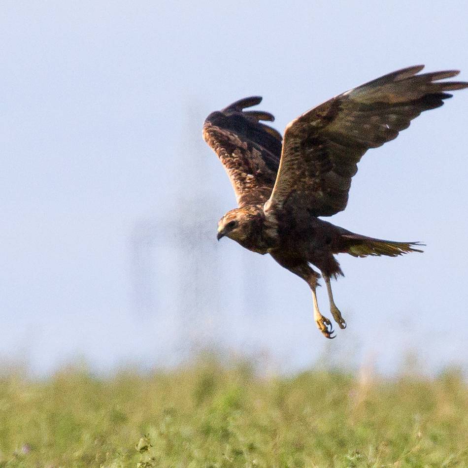TIere und Natur in Meerbusch: Auch seltene Vogelarten sind in Meerbusch heimisch
