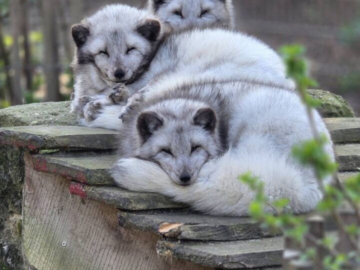 Serie Einfach tierisch!: Die Kuschelkammer der Füchse