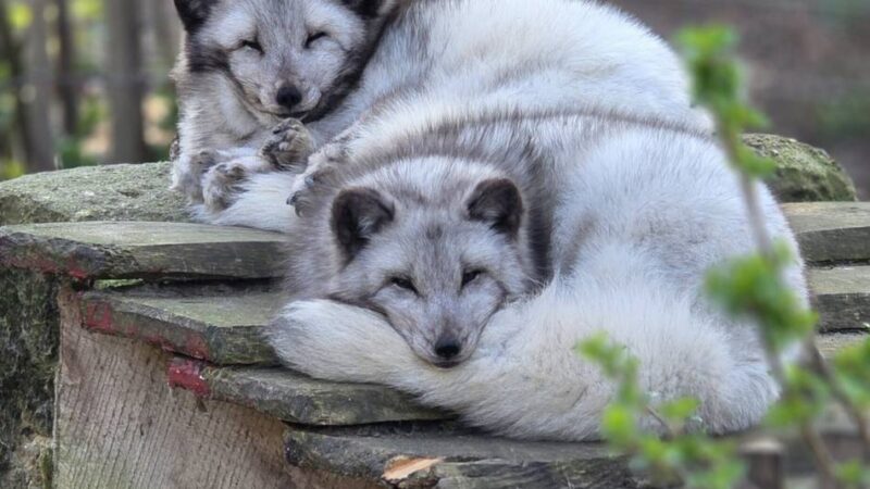 Serie Einfach tierisch!: Die Kuschelkammer der Füchse