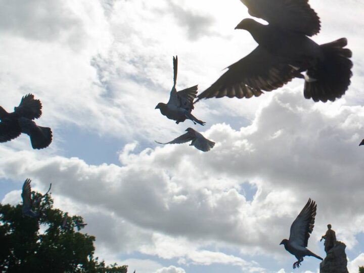 Vogelplage in Mettmann: Verwaltung und CDU streiten über Tauben-Konzept