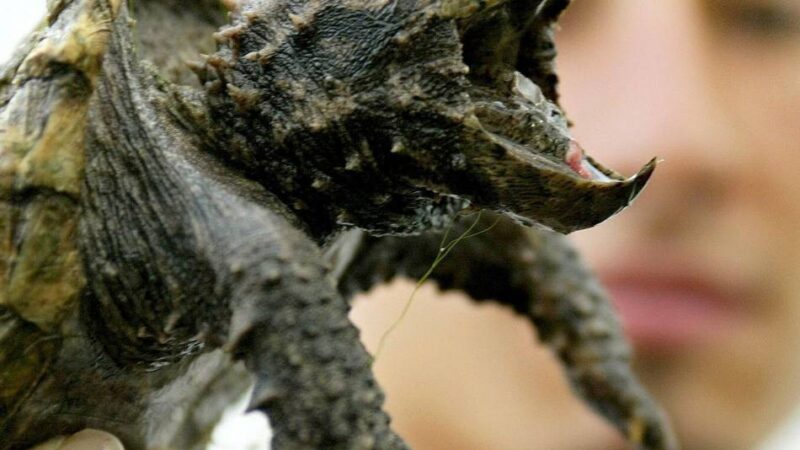 Schnappschildkröten im Nettetaler De Wittsee: „Wem die Finger lieb sind, der hält Abstand“