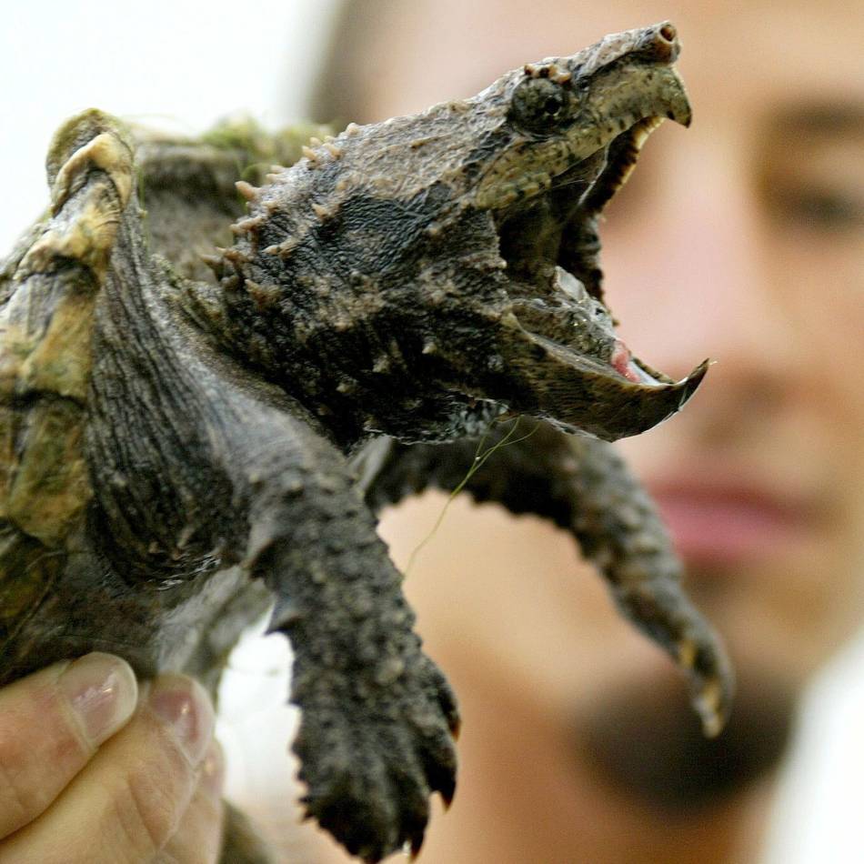 Schnappschildkröten im Nettetaler De Wittsee: „Wem die Finger lieb sind, der hält Abstand“