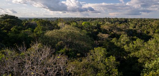 Abholzung im Amazonas auf niedrigstem Stand seit einem Jahrzehnt