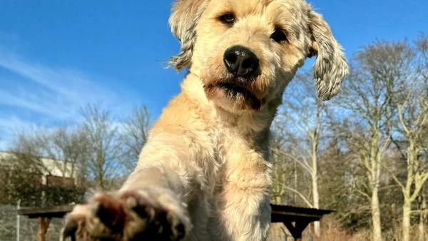 Rüde Hennes hat sechs Mal sein Zuhause verloren: Wer gibt dem Hund eine Chance?