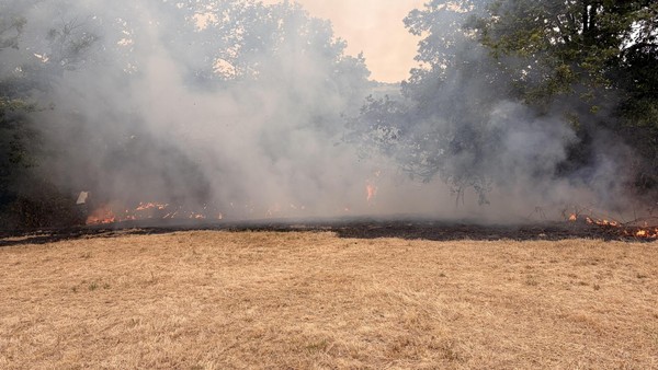 Feuerwehr Heiligenhaus bekämpft Waldbrand in Isenbügel: 50 Einsatzkräfte vor Ort