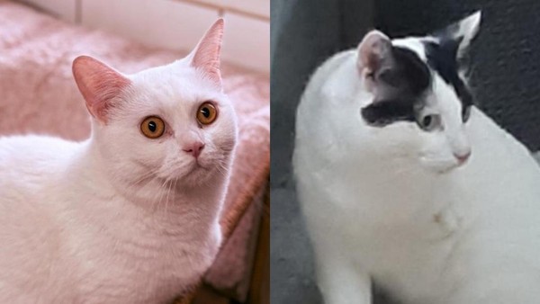 Tres und Cuatro: Ungewöhnliches Kater-Duo sucht ein gemeinsames Zuhause