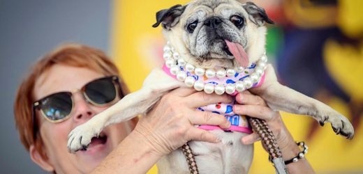 Kalifornien: Titel »hässlichster Hund der Welt« geht an Mops-Hündin Jinny Lu