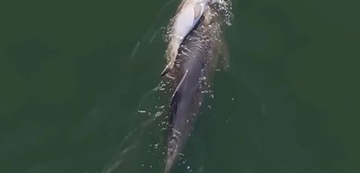 Video: Delfin-Mutter trägt totes Kalb durch den Ozean