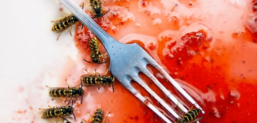 Wespen: Wie Sie die Insekten vertreiben und Stiche richtig behandeln
