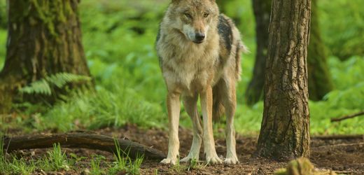 Schwarzwald: Wolf soll trotz Abschussgenehmigung umtrainiert werden