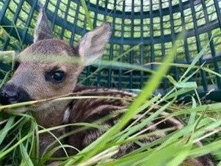 Drohneneinsatz auf Feldern: Leverkusener Jäger retten 82 Rehkitze vor Mähmaschinen