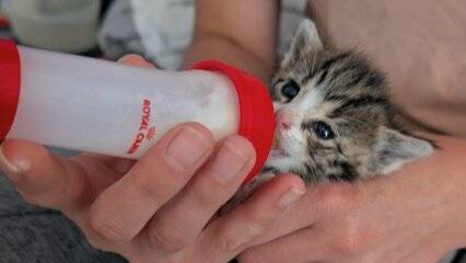 Tierschutz im Kreis Viersen: Notfelle suchen Pflegestellen für Katzen