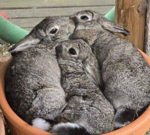 Tiere der Woche aus Hilden: Drei besondere Geschwister suchen Für-Immer-Zuhause