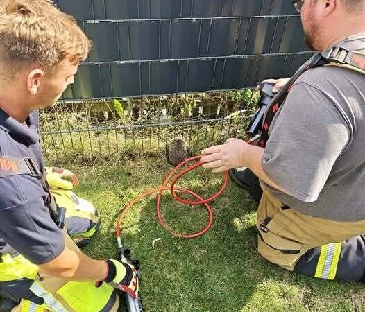 Einsatz im Rheinberger Norden: Feuerwehr befreit eingeklemmten Igel in Borth