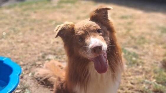 Tier der Woche: Rocko sucht ein neues Zuhause