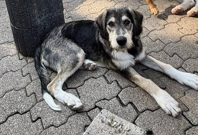 „Tier der Woche“ in Wermelskirchen: Schnauzer-Mix „Lari“ ist bereit fürs Familienabenteuer