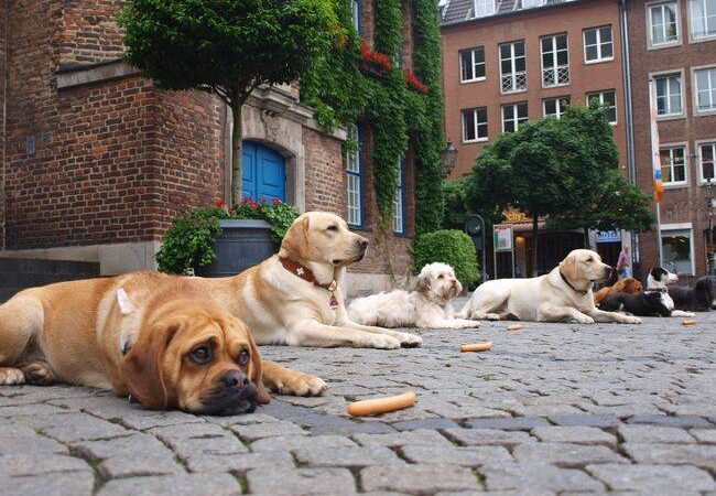 Neue Giftköder-Funde in Haan : Stille Gefahr für Hunde – So schützen Besitzer ihre Tiere