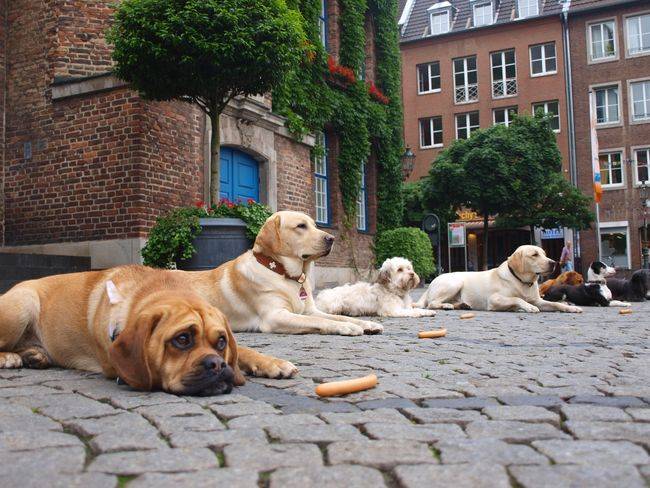 Neue Giftköder-Funde in Haan : Stille Gefahr für Hunde – So schützen Besitzer ihre Tiere