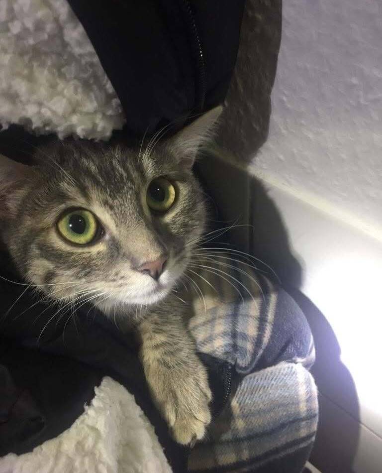 Tierrettung in Mettmann: Wenn ein Katzenbaby im Postkasten feststeckt