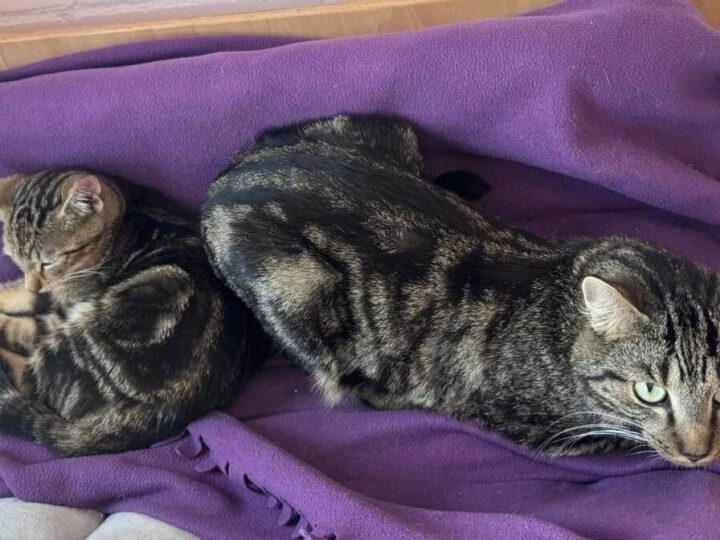 Tiere der Woche aus Hilden: Unzertrennliches Kater-Duo sucht ein liebevolles Zuhause