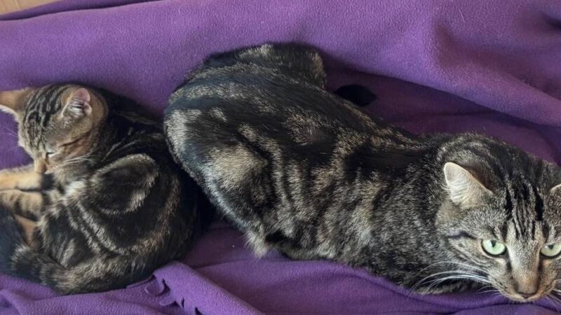 Tiere der Woche aus Hilden: Unzertrennliches Kater-Duo sucht ein liebevolles Zuhause