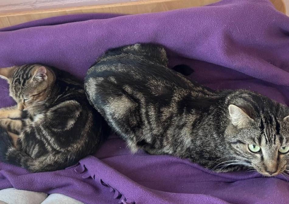 Tiere der Woche aus Hilden: Unzertrennliches Kater-Duo sucht ein liebevolles Zuhause