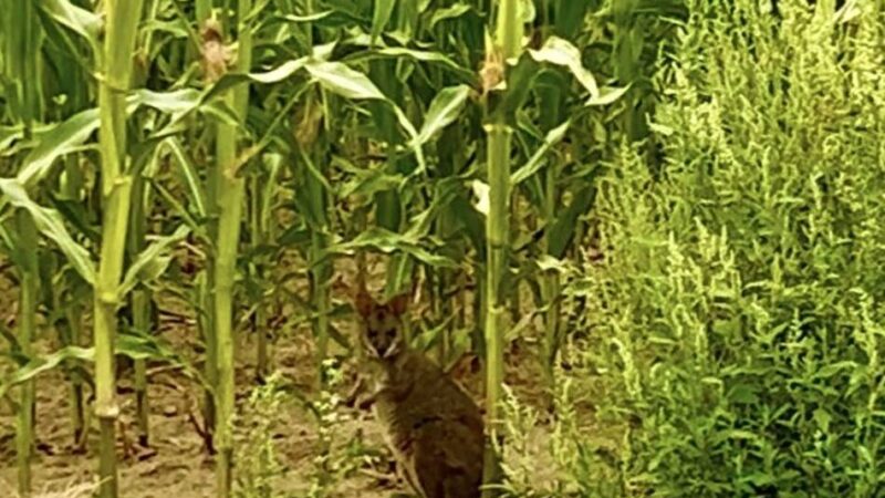 Ausgebüxtes Känguru in Walbeck: „Die Frage war sofort: Wo kommt das Tier her?“
