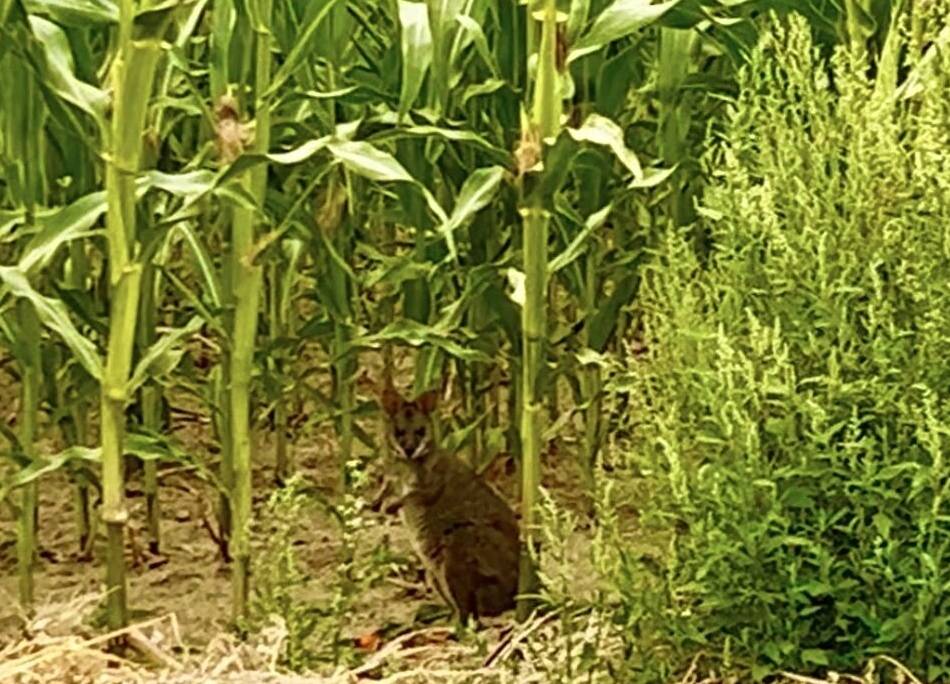Ausgebüxtes Känguru in Walbeck: „Die Frage war sofort: Wo kommt das Tier her?“