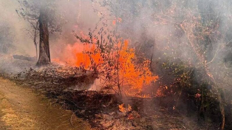 Hohe Waldbrandgefahr am Niederrhein: Viersener Wälder bleiben trotz Trockenheit zugänglich