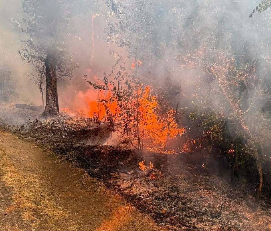 Hohe Waldbrandgefahr am Niederrhein: Viersener Wälder bleiben trotz Trockenheit zugänglich