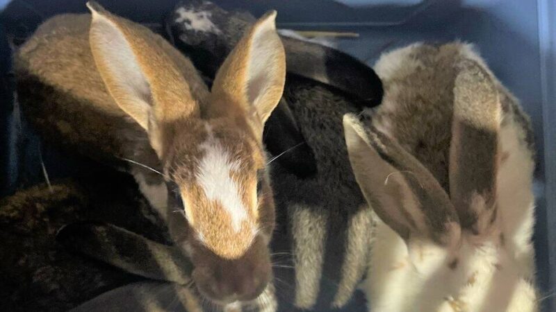 Kuriose Tiergeschichte in Dormagen: Polizei nimmt sechs Hauskaninchen in Gewahrsam
