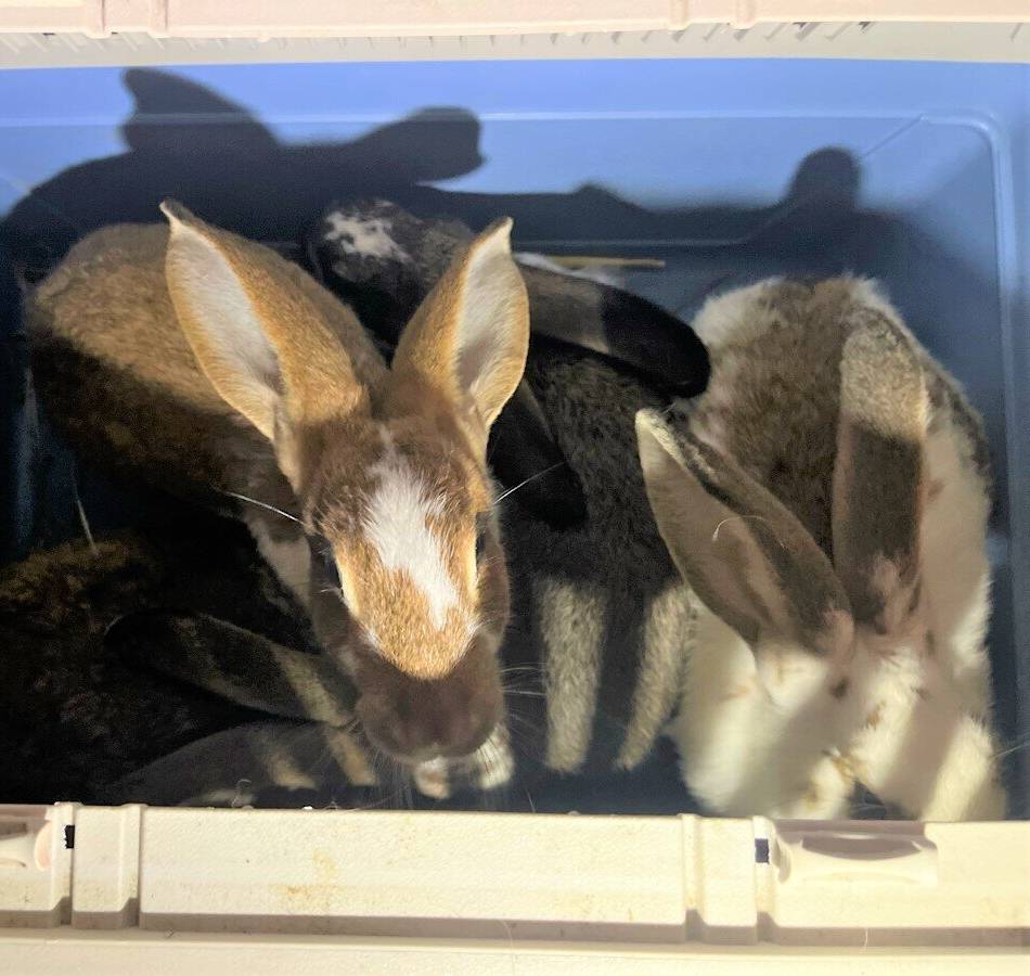 Kuriose Tiergeschichte in Dormagen: Polizei nimmt sechs Hauskaninchen in Gewahrsam