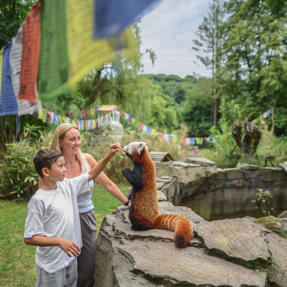 Auge in Auge mit dem Tier: Rendezvous auf vier Pfoten im Tierpark Kleve