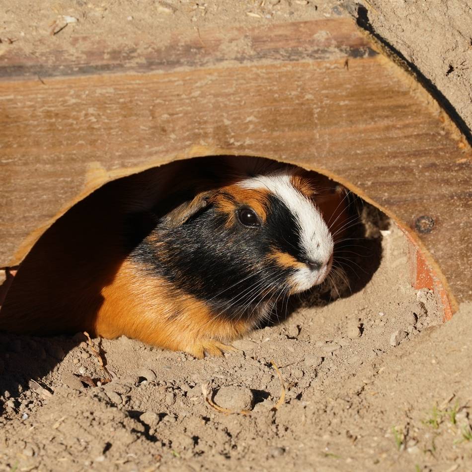 Gehege vergrößert: Mehr Platz für Meerschweinchen im Tiergarten Kleve