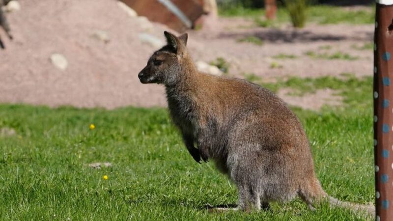 Auszeichnung für Tiergarten Kleve: Ein Stück Australien sorgt im Klever Tiergarten für Begeisterung