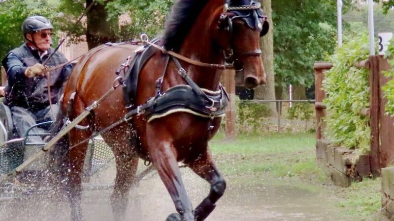 Meisterschaft im Kutschfahren in Schaag: „Das ist für uns weit mehr als ein sportlicher Wettbewerb“