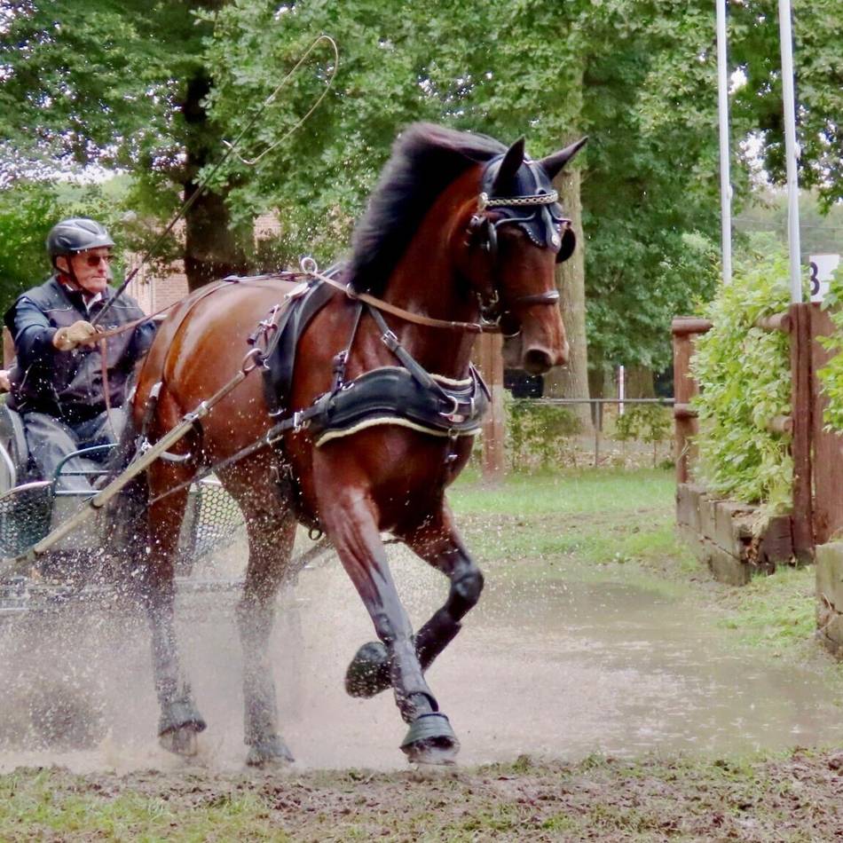 Meisterschaft im Kutschfahren in Schaag: „Das ist für uns weit mehr als ein sportlicher Wettbewerb“