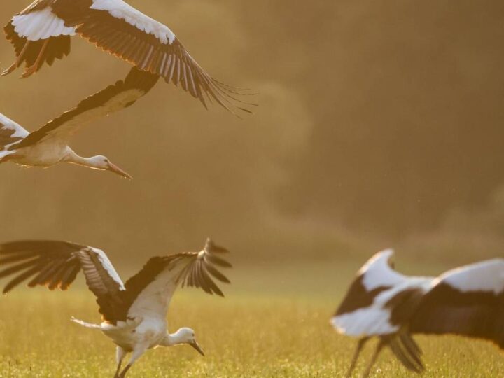 Programm des RVR am Wochenende: Vogelzug, Bewegung und Kräuter auf der Bislicher Insel