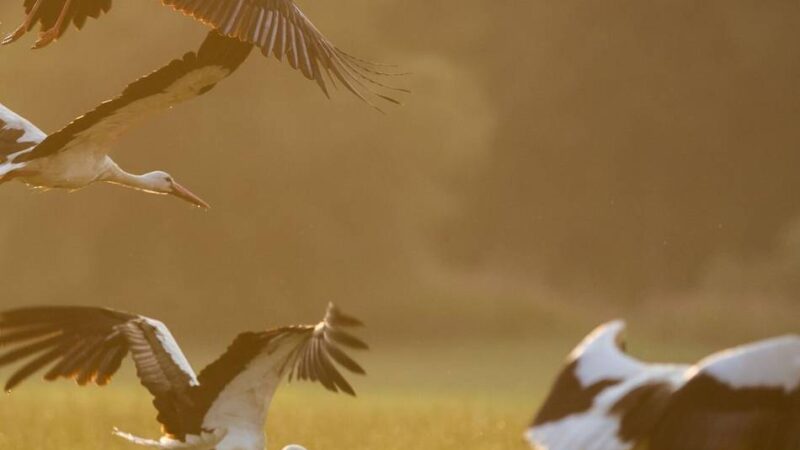 Programm des RVR am Wochenende: Vogelzug, Bewegung und Kräuter auf der Bislicher Insel