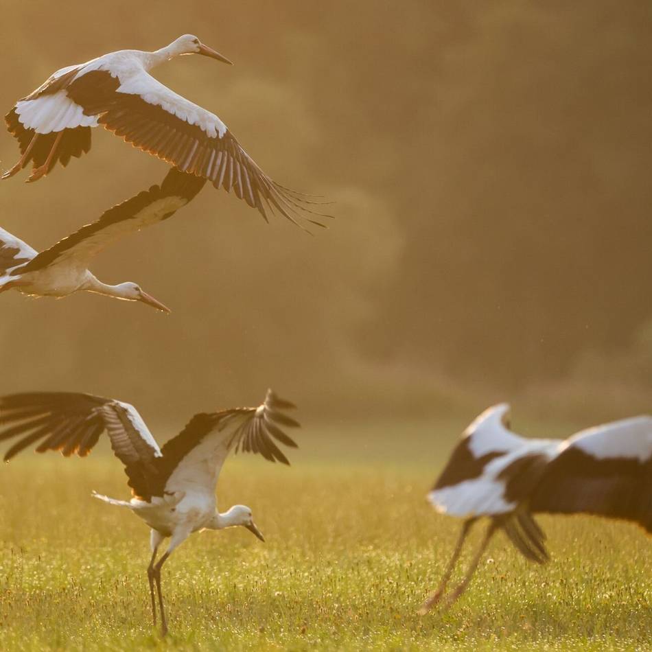 Programm des RVR am Wochenende: Vogelzug, Bewegung und Kräuter auf der Bislicher Insel
