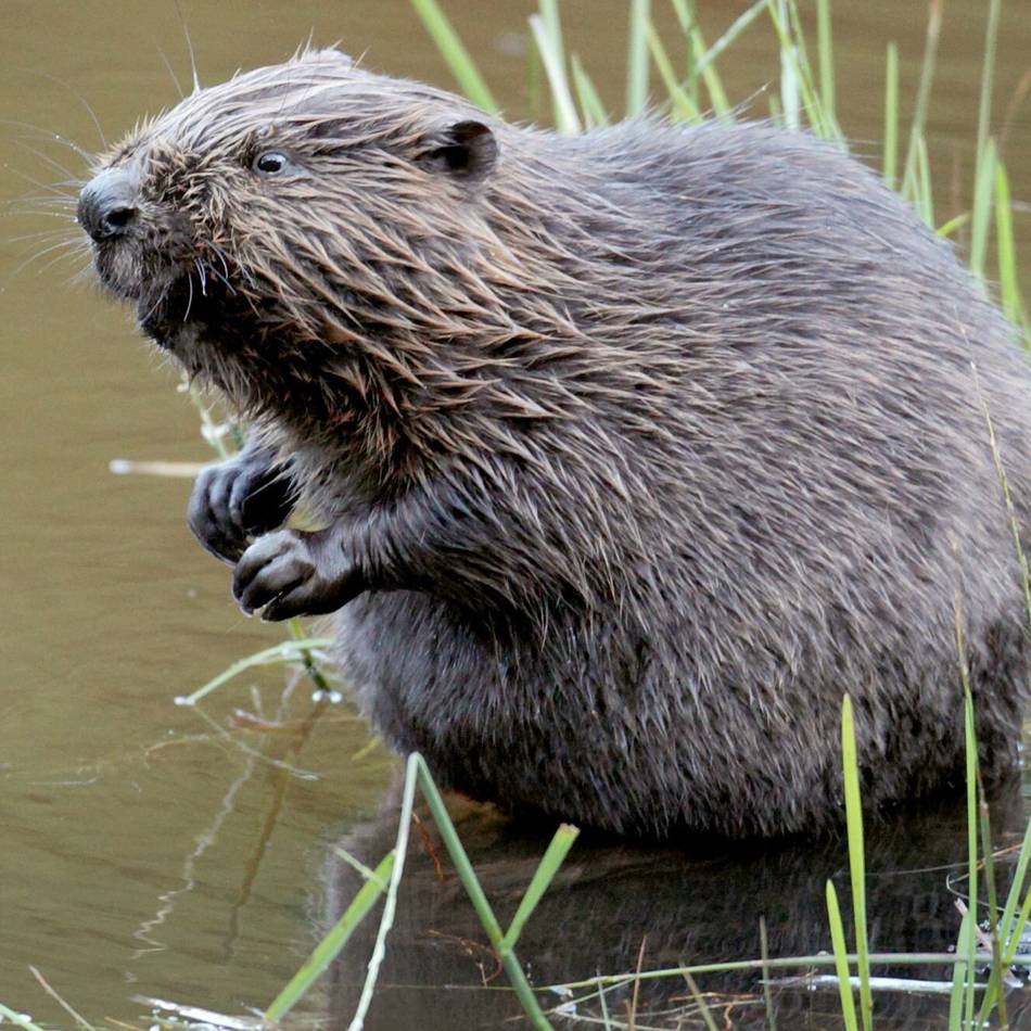 Biber, Blaukehlchen, Azurjungfer: Seltene Arten in den Lippeauen nachgewiesen