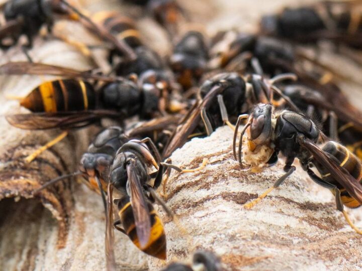 Kampf gegen invasive Art: „Asiatische Hornisse kommt bald zum Grillen“ – schon 230 Nester im Kreis Wesel zerstört