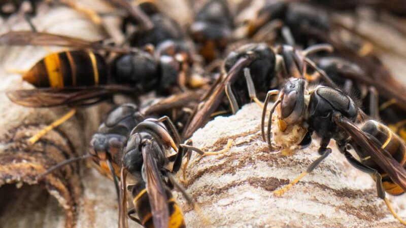 Kampf gegen invasive Art: „Asiatische Hornisse kommt bald zum Grillen“ – schon 230 Nester im Kreis Wesel zerstört